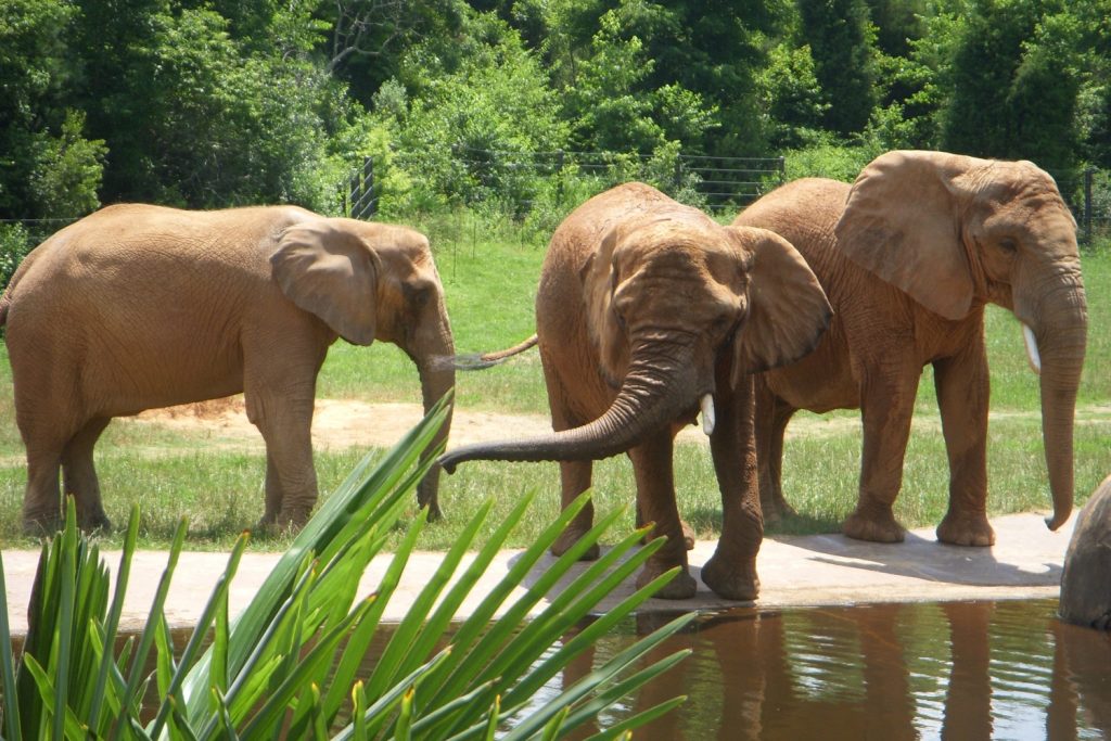 North Carolina Zoo Elephants North Carolina Zoo Elephants